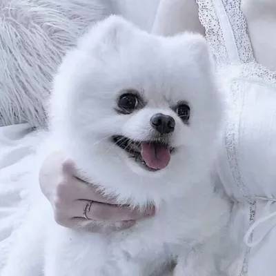 威斯尼斯wns888截图