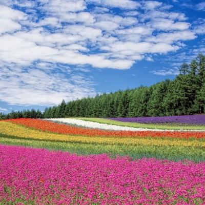 大发官网最新app